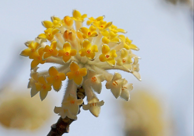 结香花怎么种（结香花栽培技术）