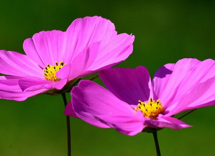 格桑花种一次可长几年（格桑花种多长时间开花）