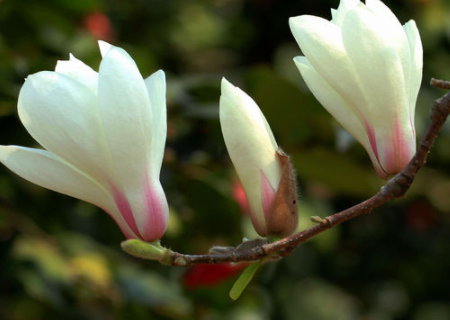 玉兰花能吃吗（玉兰花能吃吗白玉兰花能）