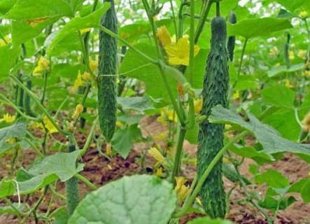 5月蔬菜种植常见病虫害有哪些（5月种的蔬菜）