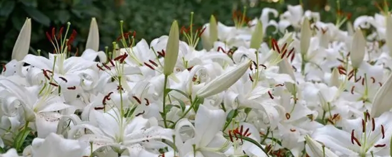 香水百合盆栽种植方法 香水百合盆栽种植方法视频教程