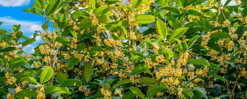 桂花树种子种植技术（桂花树苗种植技术）