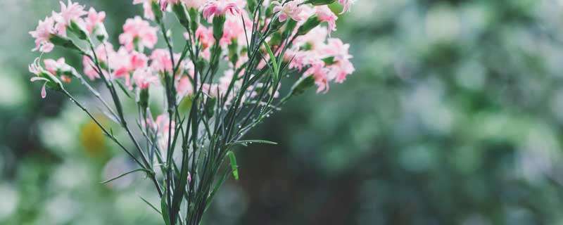 代表友谊长久的花是什么花（代表友谊长久的花是什么花名）