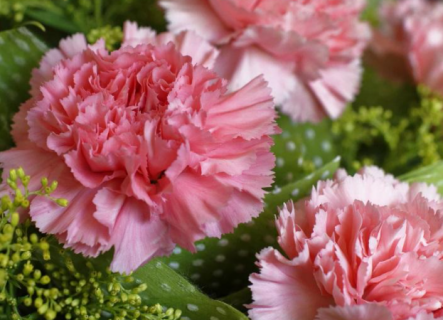 重阳节送什么花好（重阳节送花给老人有什么寓意）