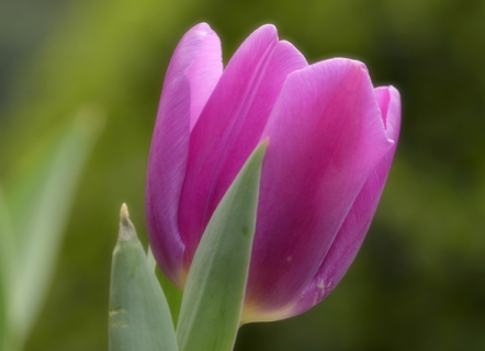 郁金香花谢后怎么处理（郁金香花谢后怎么处理干枯）