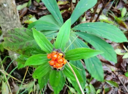 七叶一枝花如何种植 七叶一枝花的种植方法及土质