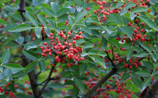 花椒树1一3年怎么管理 花椒树一年的管理方法