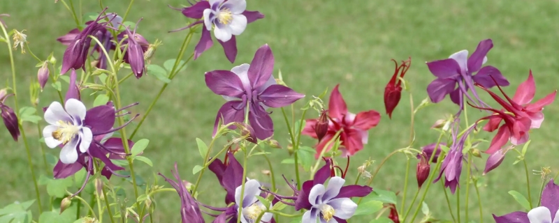 耧斗菜花语 耧斗菜花语寓意