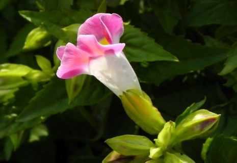 夏天适合种什么植物（夏天适合种什么植物生长最快）