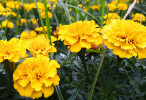 重阳节送什么花（重阳节送什么花给老人比较好）