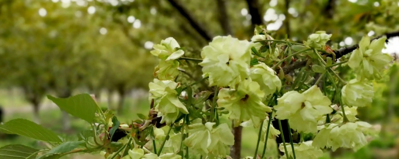 绿色樱花的花语 绿色樱花的花语有哪些