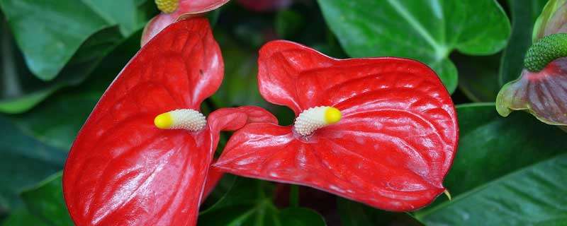 室内花卉好养的有哪些 室内花卉好养的有哪些花