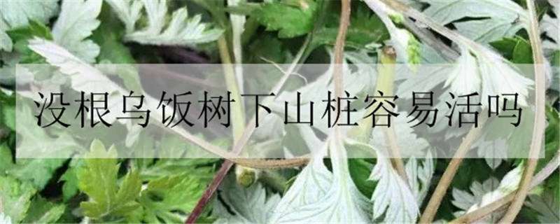 没根乌饭树下山桩容易活吗 下山桩乌饭怎么生根快