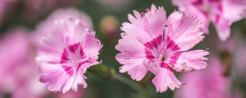 石竹花需要每年都重新种吗 石竹花需要每年都重新种吗图片