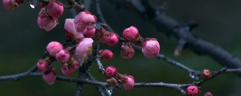 梅花有哪些特点 墨梅 元·王冕诗中的梅花有哪些特点