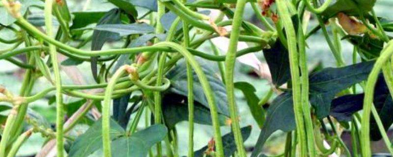5月份种豆角晚不晚 5月份种豆角晚不晚呢
