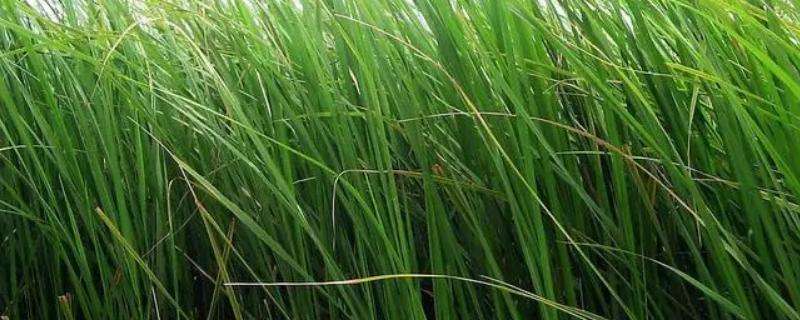 养牛喂青草好还是青储料好（养牛用青草好还是用青贮好）