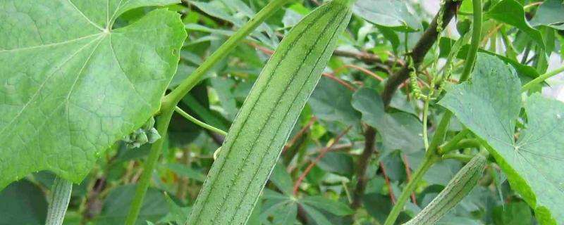 六月份种丝瓜晚不晚（六月份种丝瓜晚不晚了）