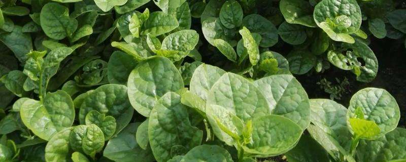 木耳菜可以吃到几月份（木耳菜可以吃到几月份不能吃了）