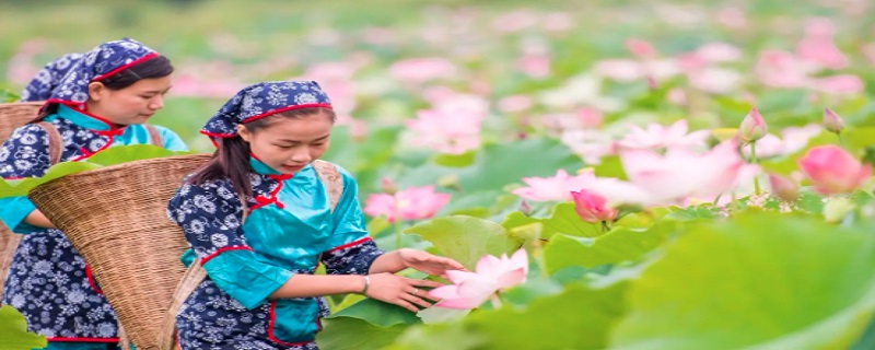 采莲曲的芙蓉是指（采莲曲的芙蓉是指什么）