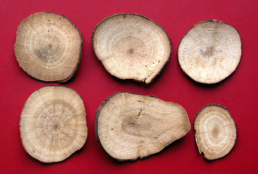 乌药（乌药的功效与作用主要治什么病）