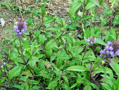 夏枯草膏价格是多少呢 夏枯草膏怎么样