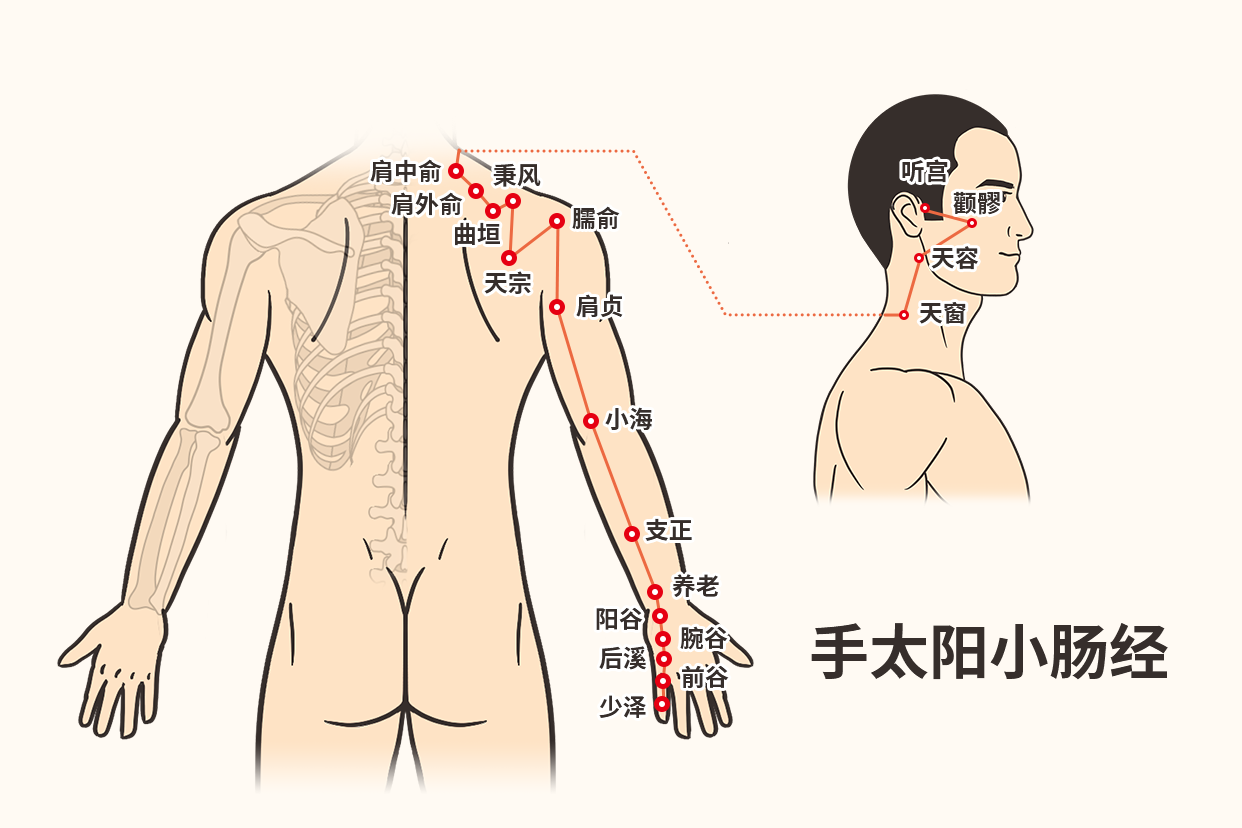 小肠经的循行路线以及经络图 手小肠经循行路线图