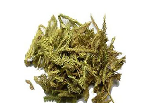 伸筋草（伸筋草的毒性很大）