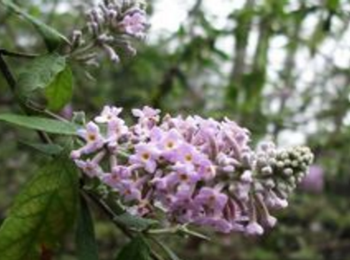 密蒙花别名是什么呢（密蒙花别名叫什么）