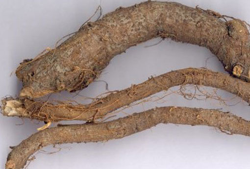 苎麻根 荨麻根功效与主治