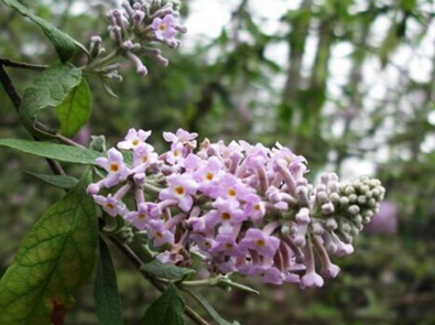 密蒙花是什么样的（密蒙花是什么样子的）