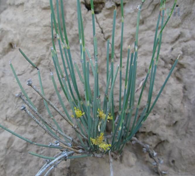 麻黄根图片（麻黄茎和麻黄根图片）