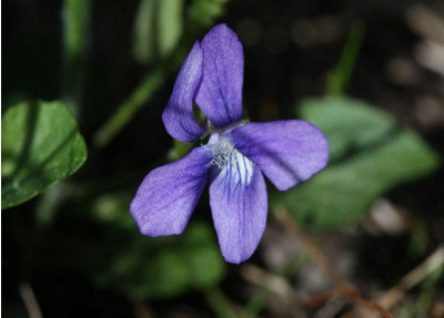 紫花地丁生长在哪里呢（紫花地丁是几年生植物）