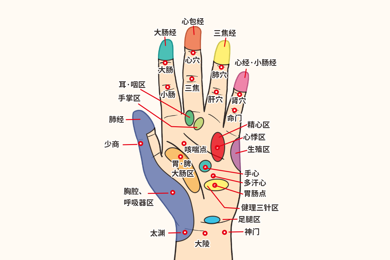 手的经络和反射区图 手的经络图和反射区图