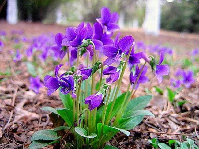 金银花紫花地丁有什么功效 金银花和紫花地丁