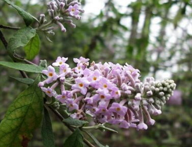 密蒙花图片大全是什么样子（密蒙花百度百科）