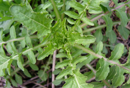 苦碟子 苦碟子注射功效与作用和副作用