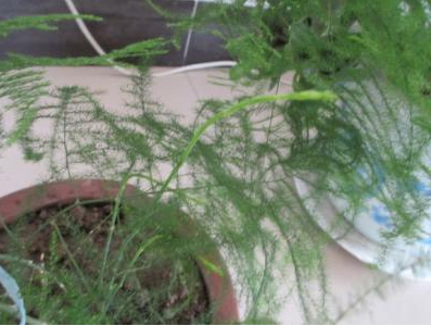 文竹特点都有哪些呢 文竹的特点是什么