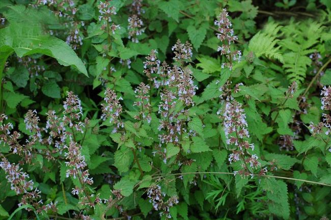荆芥穗与荆芥的功效与作用（荆芥穗与荆芥的功效与作用一样吗）