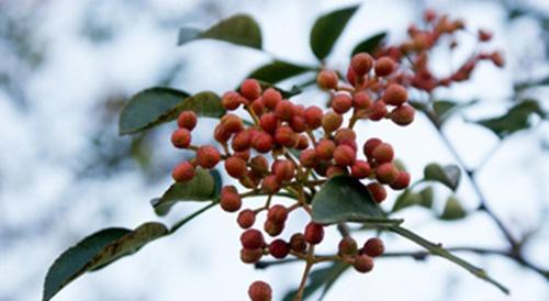 花椒水的作用(晚上睡觉前喝花椒水的作用)