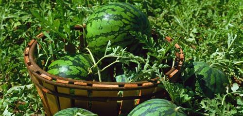 蚊子叮咬的偏方 偏方治蚊子叮咬