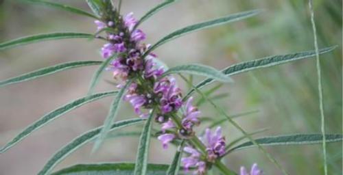 静脉炎的偏方 静脉炎的偏方15种