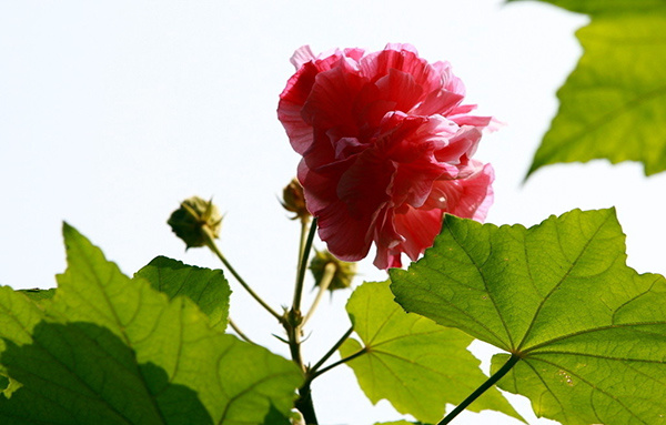 木芙蓉花的用途 木芙蓉花的用途是什么