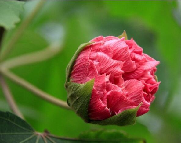 芙蓉花的养殖方法，太详细了！（芙蓉花怎么养殖?）