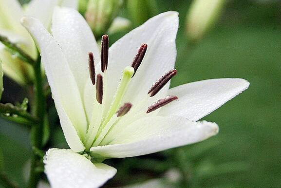 百合花语，积极而美好（百合的花语的花语）