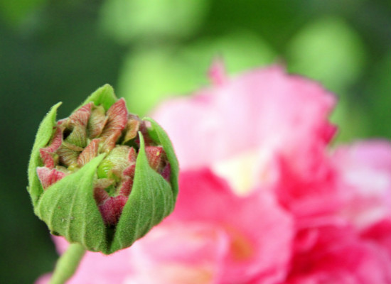 你知道该怎么养殖木芙蓉么？ 木芙蓉好养活么