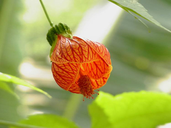 花卉植物灯笼花相关攻略介绍（灯笼花植物图片）