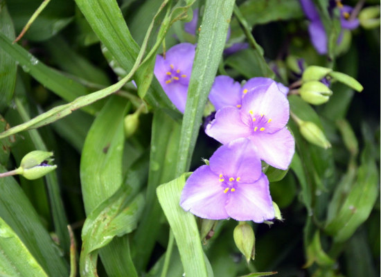 白芨的种植技术，你都造么？ 白芨好种植吗