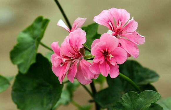 分享秋海棠图片以及种植方法与作用 秋海棠 图片