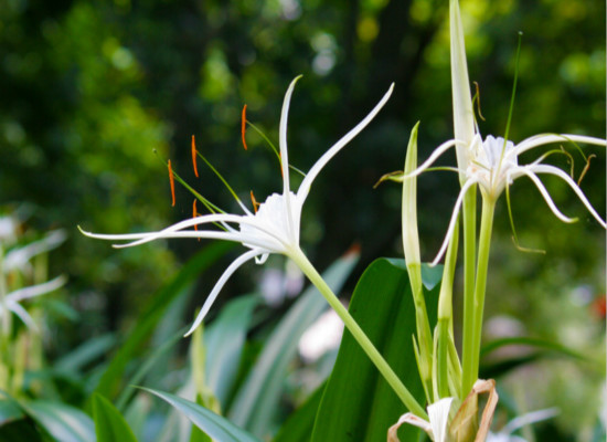 文殊兰的养殖方法，你都造吗 文殊兰养殖方法和注意事项